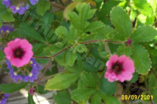 Photo of Nepal Cinquefoil (Potentilla nepalensis) uploaded by Joy