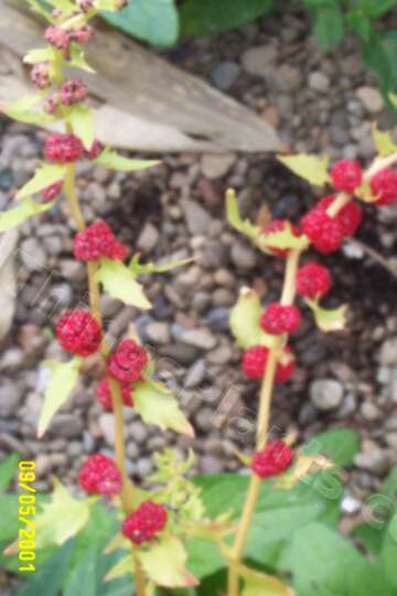 Photo of Strawberry Blite (Blitum capitatum) uploaded by Joy