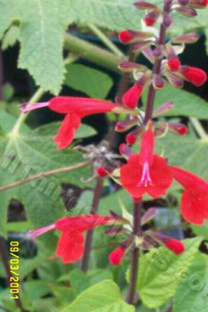 Photo of Scarlet Sage (Salvia coccinea 'Lady in Red') uploaded by Joy