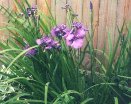 Photo of Irises (Iris) uploaded by Joy