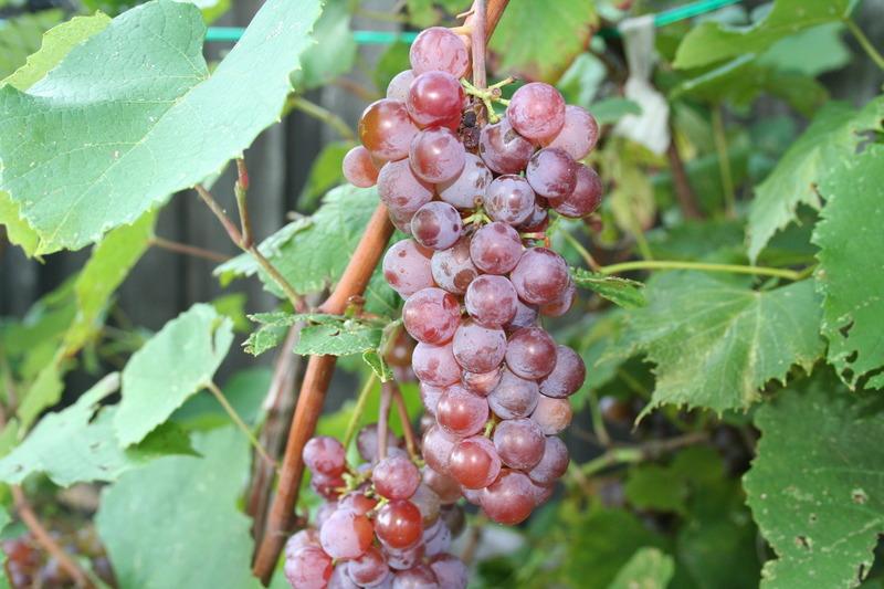 Photo of Seedless Grape (Vitis 'Canadice') uploaded by KentPfeiffer