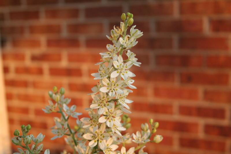 Photo of Virginia Bunchflower (Veratrum virginicum) uploaded by KentPfeiffer