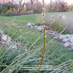 Location: My garden in Kentucky
Date: 2011-11-08