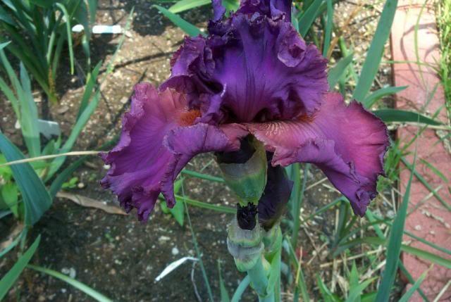 Photo of Tall Bearded Iris (Iris 'Fashionably Late') uploaded by Newyorkrita
