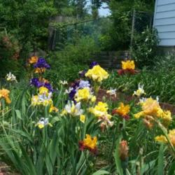 Location: In my garden. 
Date: 2011-05-27
Tall bearded and Dutch Iris in bloom.