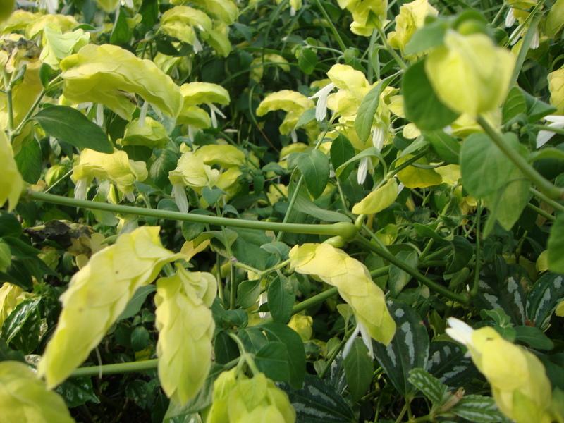 Photo of Shrimp Plant (Justicia brandegeeana 'Yellow Queen') uploaded by Paul2032