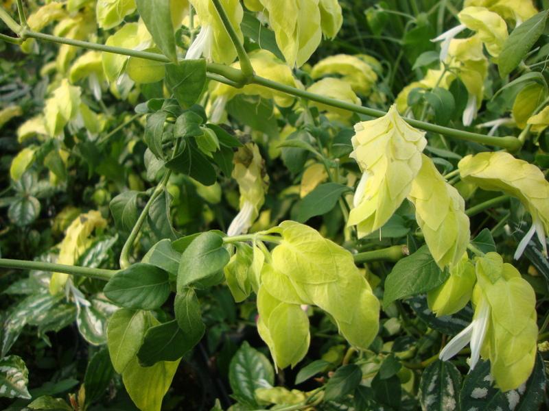 Photo of Shrimp Plant (Justicia brandegeeana 'Yellow Queen') uploaded by Paul2032
