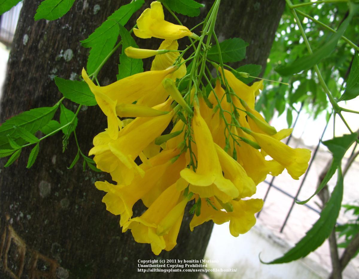 Photo of Roble Amarillo (Roseodendron chryseum) uploaded by bonitin
