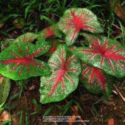 Location: Paraty, Brazil
Date: 2010-02-11
growing in the wild in the rainforest..