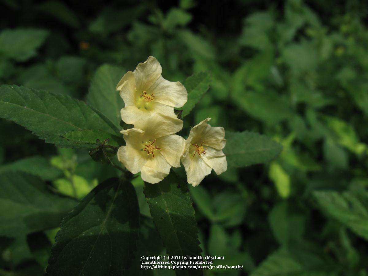 Photo of Indian Hemp (Sida rhombifolia) uploaded by bonitin