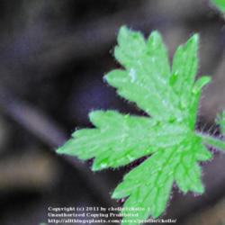 Location: My Northeastern Indiana Gardens - Zone 5b
Date: 2011-09-28
Close-up of leaf and portion of stem - note the fine, thick \"hai