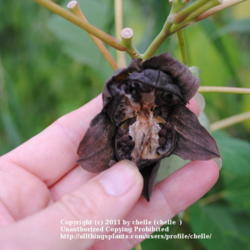 Location: My Northeastern Indiana Gardens - Zone 5b
Date: 2011-09-28
Opened seed pod with seeds.