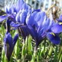 Iris reticulata for Extremely Early Spring Bloom