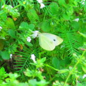 w/ Cabbage White butterfly