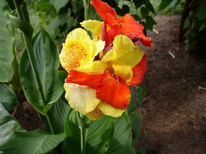 Photo of Canna Lily (Canna 'Yellow King Humbert') uploaded by JJsgarden
