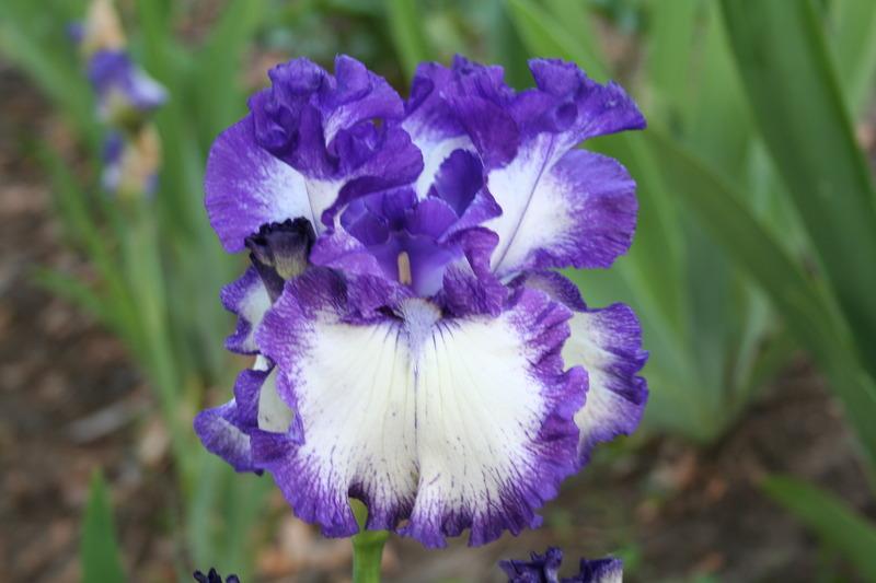 Photo of Tall Bearded Iris (Iris 'American Classic') uploaded by KentPfeiffer