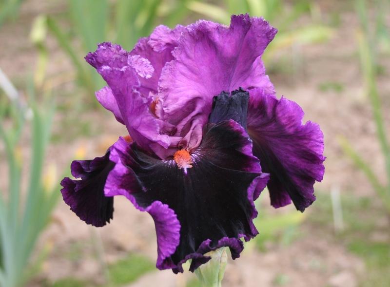 Photo of Tall Bearded Iris (Iris 'Accessible') uploaded by KentPfeiffer