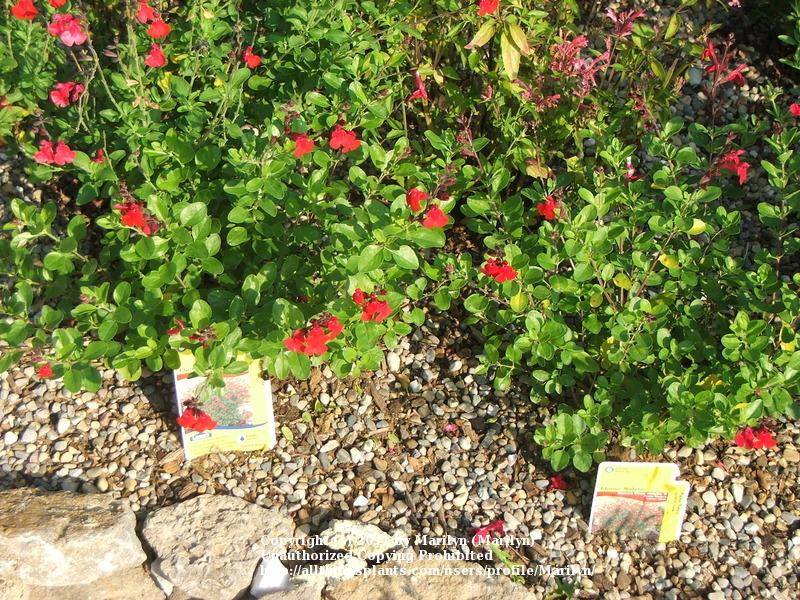 Photo of Autumn Sage (Salvia greggii 'Flame') uploaded by Marilyn