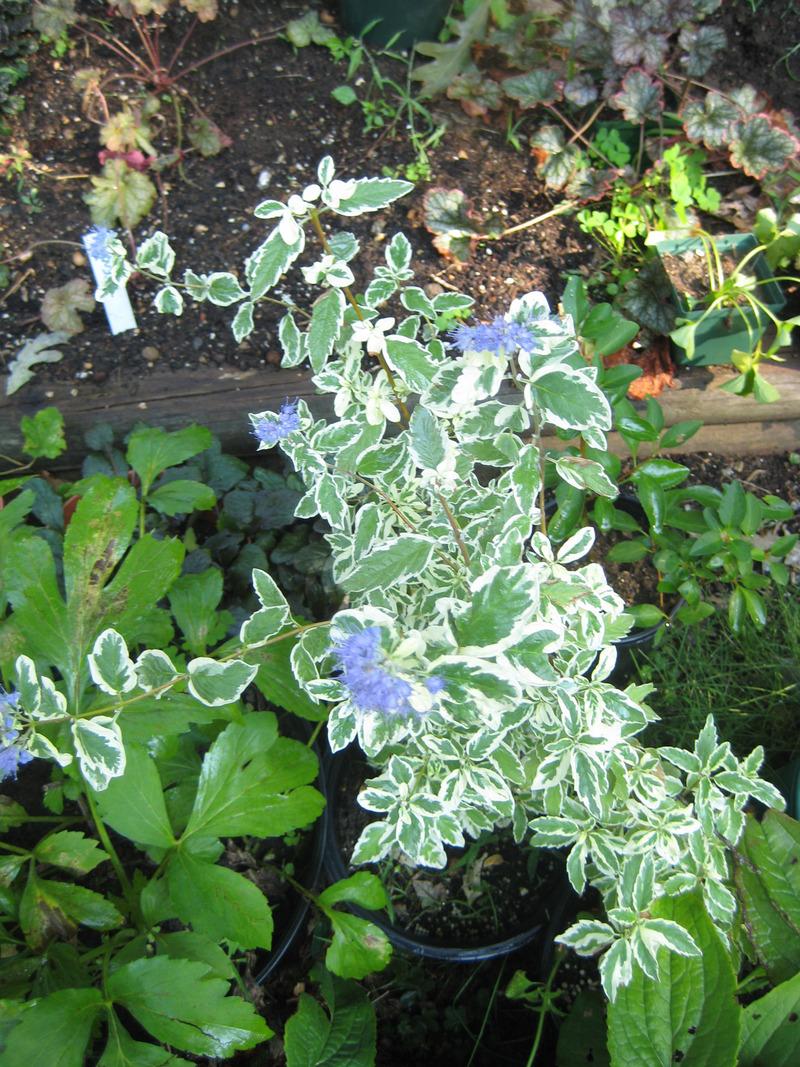 Photo of Bluebeard (Caryopteris x clandonensis 'White Surprise') uploaded by NHJenDion