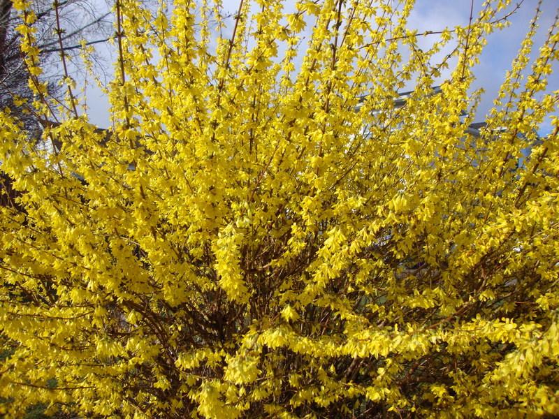 Photo of Forsythia uploaded by Paul2032