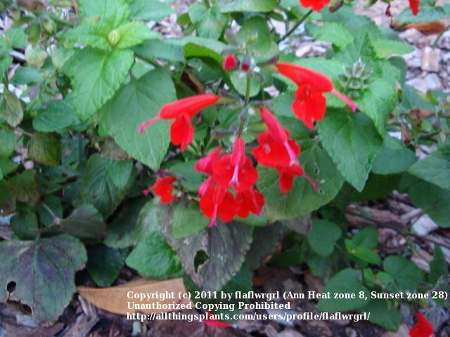 Photo of Scarlet Sage (Salvia coccinea) uploaded by flaflwrgrl