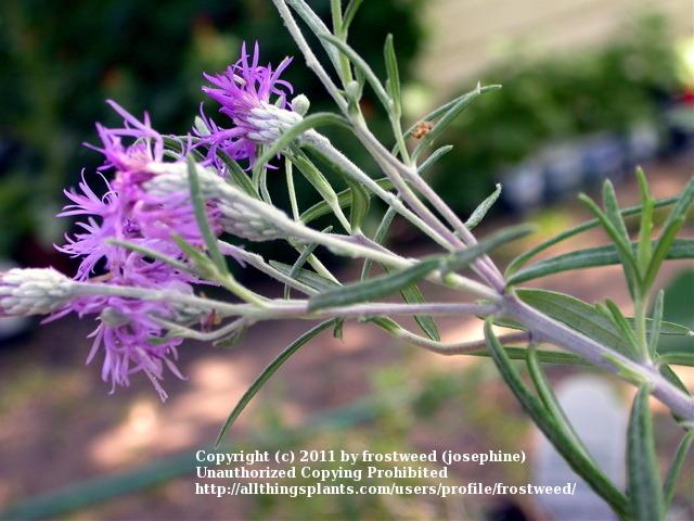 Photo of Woolly ironweed (Vernonia lindheimeri) uploaded by frostweed