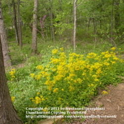 Location: Molly Hollar Wildscape Arlington, Texas.
Date: Spring 2010
A patch of Golden Groundsel in the woods.