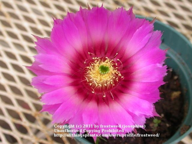 Photo of Lace Cactus (Echinocereus reichenbachii) uploaded by frostweed