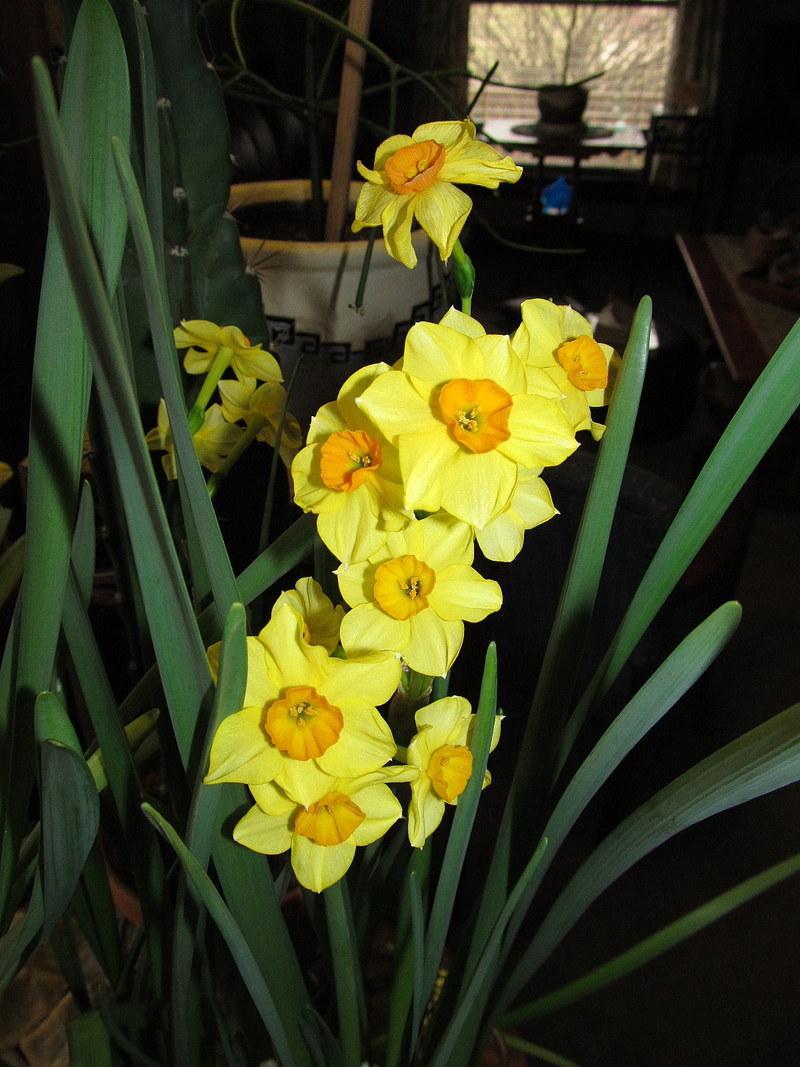 Photo of Tazetta Daffodil (Narcissus 'Falconet') uploaded by jmorth