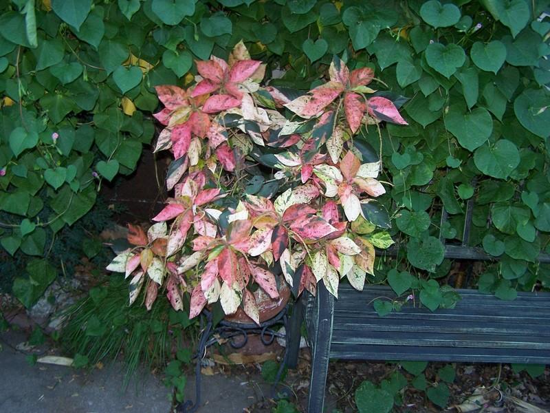 Photo of Copper Leaf (Acalypha wilkesiana) uploaded by jmorth