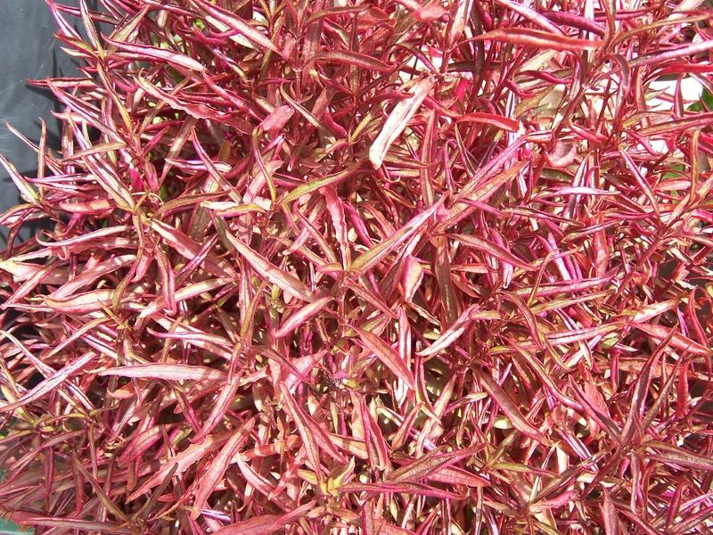 Photo of Joseph's Coat (Alternanthera ficoidea 'Red Threads') uploaded by jmorth
