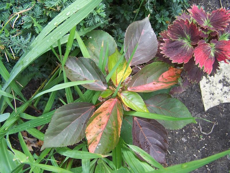 Photo of Copper Leaf (Acalypha wilkesiana) uploaded by jmorth