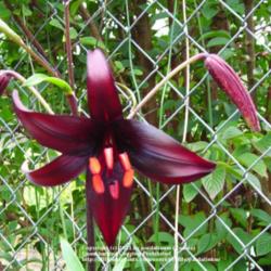 Location: Willamette Valley Oregon
Date: 2010-06-20 
This is one of my darkest black-red lilies.