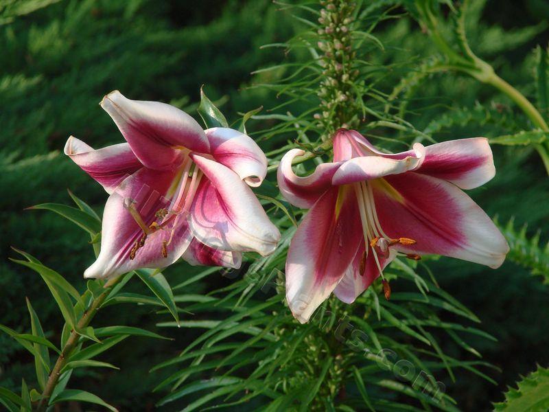 Photo of Lily (Lilium 'Silk Road') uploaded by Joy