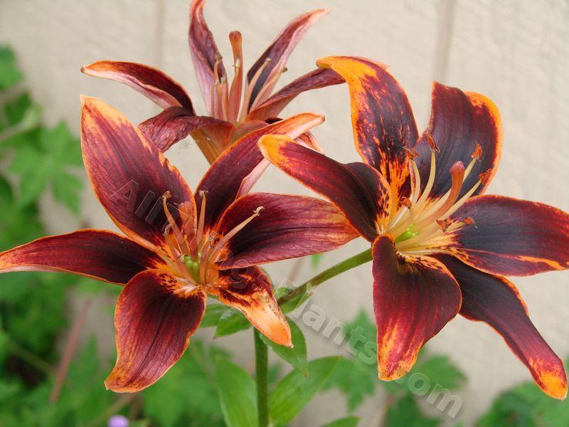 Photo of Lily (Lilium 'Starlette') uploaded by Joy