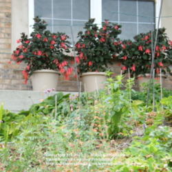 Location: My garden in Kentucky
Date: 2009-07-19
The "T's" you see along the sidewalk are for the Hummingbirds to 