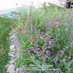 Location: My garden in Kentucky
Date: 2009-08-06