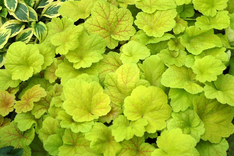 Photo of Coral Bells (Heuchera 'Electric Lime') uploaded by NJBob