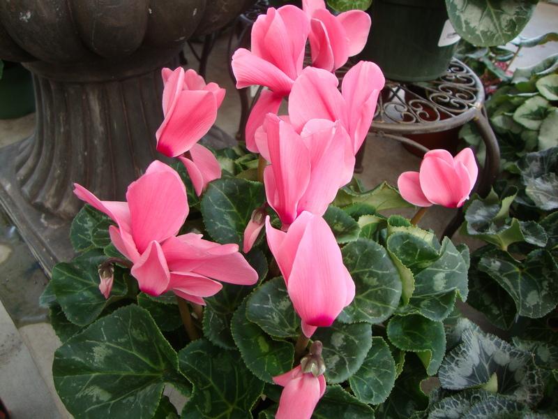 Photo of Florist's Cyclamen (Cyclamen persicum) uploaded by Paul2032