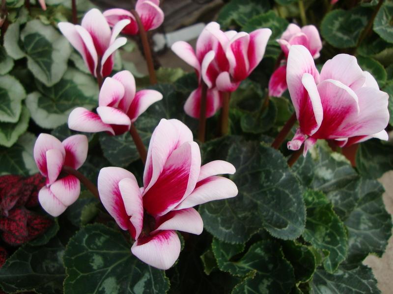 Photo of Florist's Cyclamen (Cyclamen persicum) uploaded by Paul2032