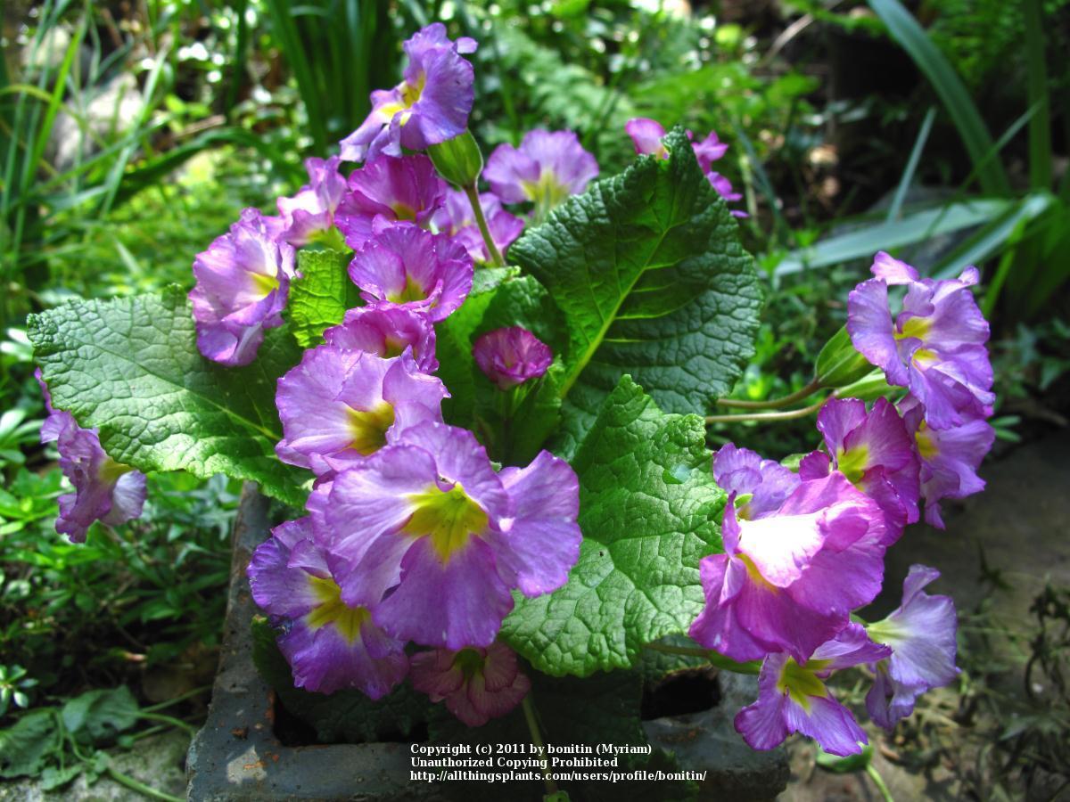 Photo of Polyanthus Primrose (Primula elatior subsp. elatior) uploaded by bonitin