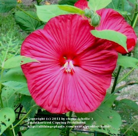 Photo of Hardy Hibiscus (Hibiscus moscheutos) uploaded by chelle