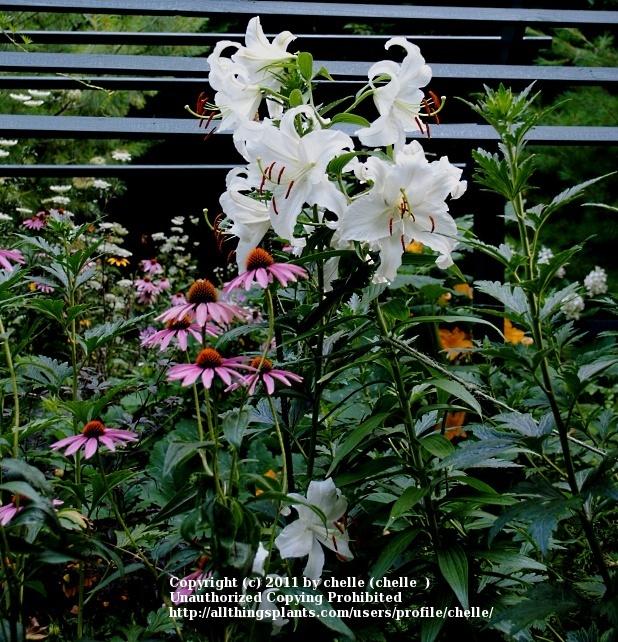 Photo of Oriental Lily (Lilium 'Casa Blanca') uploaded by chelle