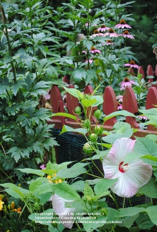 Photo of Hardy Hibiscus (Hibiscus moscheutos) uploaded by chelle