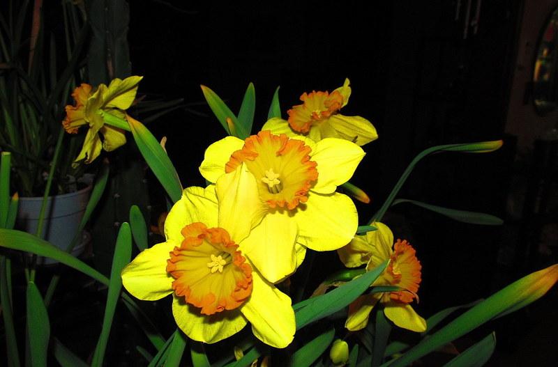 Photo of Large-Cupped Daffodil (Narcissus 'Delibes') uploaded by jmorth