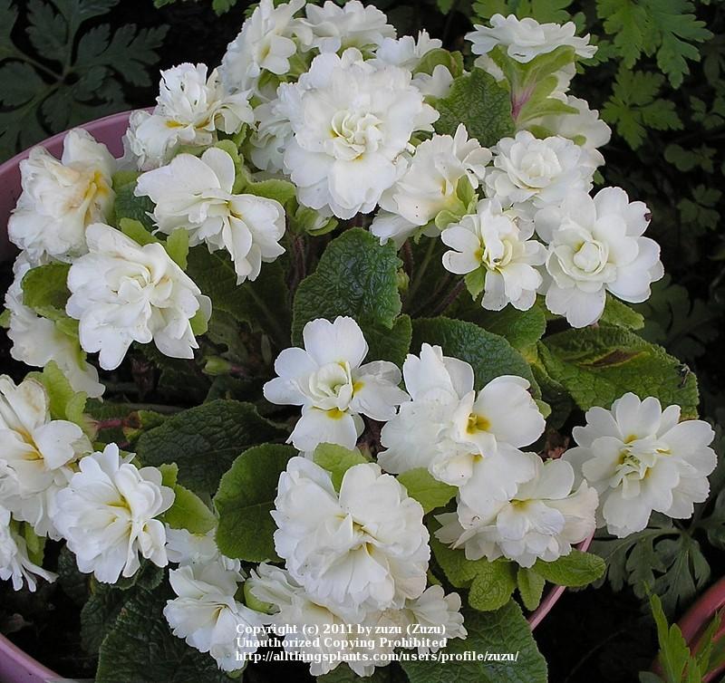 Photo of English Primrose (Primula vulgaris 'Marianne Davey') uploaded by zuzu