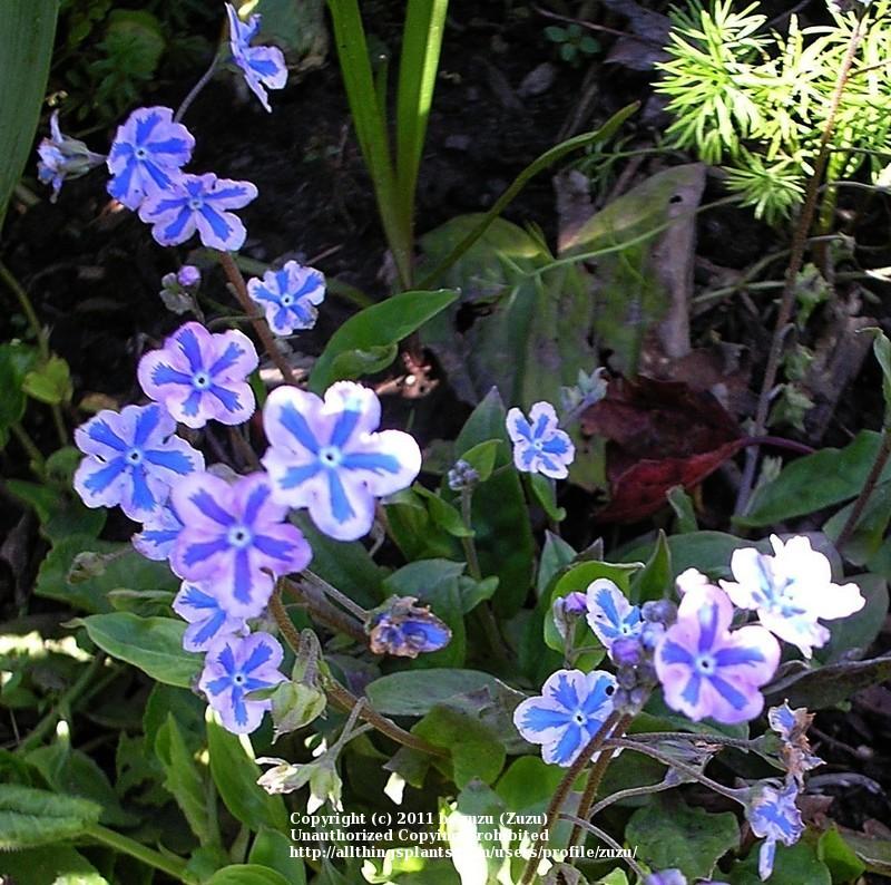 Photo of Navelwort (Omphalodes cappadocica 'Starry Eyes') uploaded by zuzu