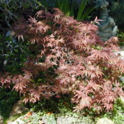 Location: My garden in Bakersfield, CA
Date: Spring 2009
Spring color in Bakersfield, CA - not quite the same!