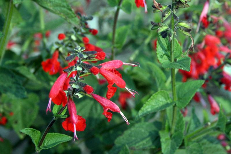 Photo of Scarlet Sage (Salvia coccinea 'Lady in Red') uploaded by Calif_Sue