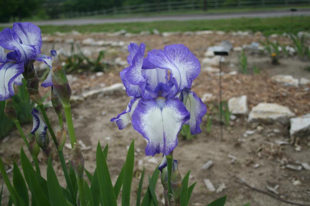 Photo of Tall Bearded Iris (Iris 'Dotted Swiss') uploaded by KentPfeiffer